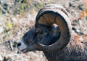 Ovis Canadensis